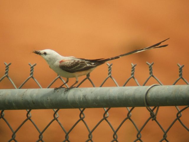 Scissor-tailed Flycatcher